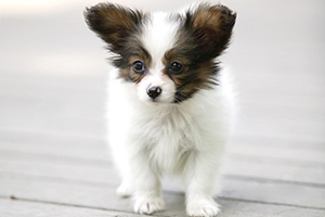 蝴蝶犬幼犬怎么喂养