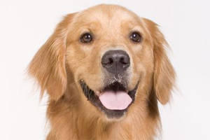 金毛犬怎么养