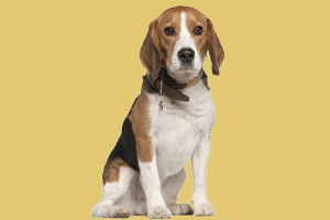 比格犬吃什么毛发好