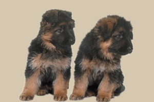 德牧幼犬怎么喂养