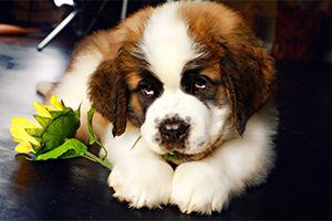 圣伯纳幼犬怎么养