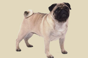 巴哥犬怎么养