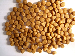 犬粮怎么选