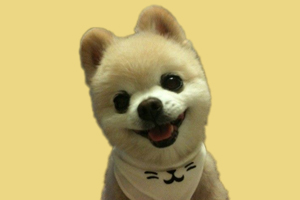 博美怎么养胖