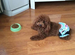 狗狗海藻粉有什么好处