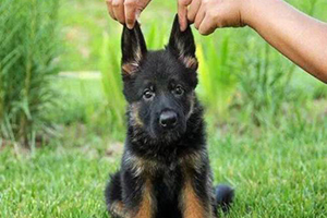 德国牧羊犬幼犬怎么喂养