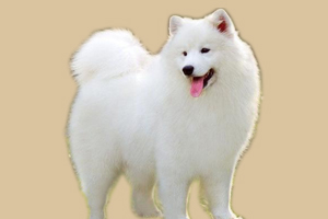 萨摩耶犬的饲养方法