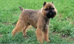 布鲁塞尔格里芬犬怎么喂养 喂养要点介绍