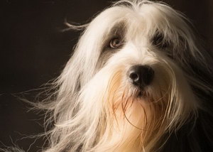 伯瑞犬怎么饲养 布雷猎犬饲养管理方法