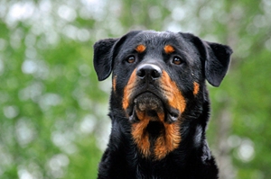 罗威纳犬厌食怎么办 罗威纳犬厌食解决办法