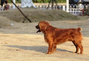田野小猎犬长虱子了怎么办 田野小猎犬除虱小技巧