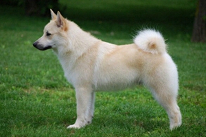 挪威布哈德犬眼睛如何护理 眼睛护理步骤