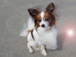 英国玩具猎鹬犬耳朵怎么清洁 耳朵清洁方法