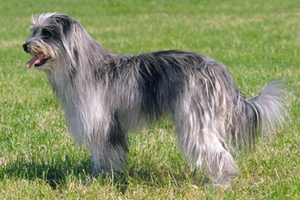 比利牛斯牧羊犬好养吗 比利牛斯牧羊犬饲养技巧