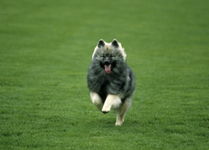 荷兰毛狮犬怎么护毛 荷兰毛狮犬被毛护理方法