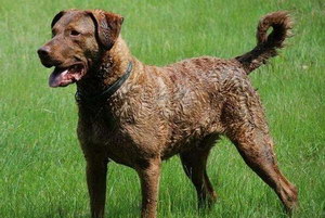 卷毛寻回犬怎么养 卷毛寻回犬饲养方法及注意事项