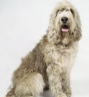 奥达猎犬牙齿怎么护理 猎水獭犬口腔清洁流程
