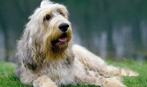 奥达猎犬吃什么好 猎水獭犬饮食注意事项