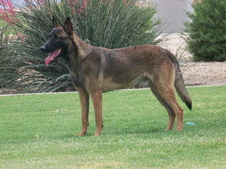 马里努阿犬牙齿怎么清洁 马里努阿犬口腔护理流程