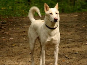 卡南犬怎么洗澡 卡南犬毛发易清洗