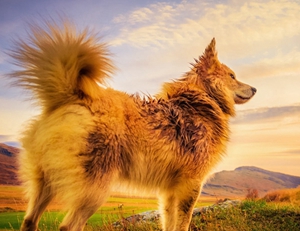 冰岛牧羊犬怎么刷牙 冰岛牧羊犬刷牙教程
