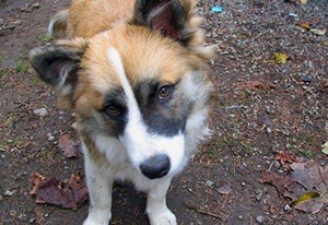 冰岛牧羊犬耳朵如何清洁 冰岛牧羊犬耳朵清洁方法
