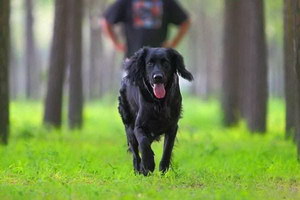 卷毛寻回犬怎么自制狗粮 卷毛寻回犬自制狗粮流程详解