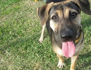 法国狼犬夏季饮食要注意什么 法国狼犬夏天饮食注意事项