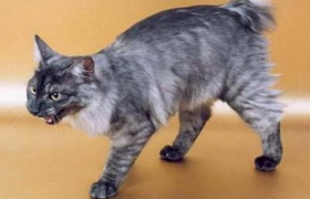 肯尼亚猫被烫伤怎么办 肯尼亚猫烫伤处理方法