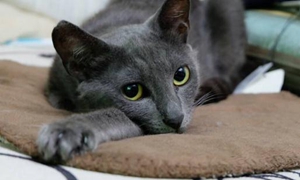 俄罗斯蓝猫没奶怎么办 俄罗斯蓝猫催乳方法