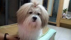 拉萨犬牙齿怎么清洁 拉萨犬口腔护理方法