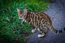 豹猫打呼噜什么原因 睡觉打呼噜要注意