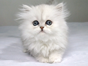 金吉拉猫难产怎么办 金吉拉猫难产解决办法
