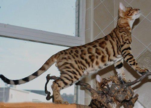 豹猫多大断奶合适 豹猫幼猫断奶时间介绍