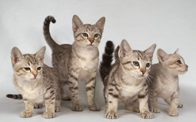 澳大利亚雾猫抑郁症怎么治疗