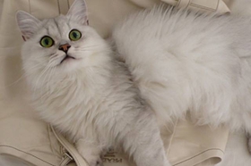 蒂凡尼猫晕车有什么表现 蒂凡尼猫晕车表现