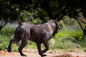 加纳利犬怎么自制狗粮 西班牙加纳利犬自制狗粮配方介绍