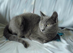俄罗斯蓝猫交配要注意什么 俄罗斯蓝猫交配小知识