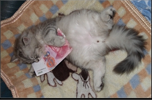 金吉拉猫什么时候绝育最好