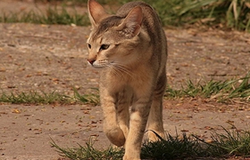 非洲狮子猫脱肛怎么办 脱肛又叫直肠脱