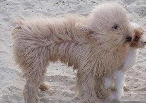 波利犬毛发怎么护理 波利犬毛发梳理方法