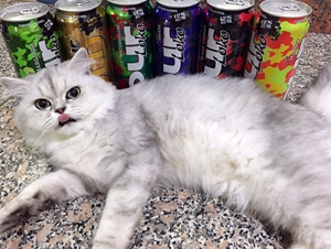金吉拉猫产后要注意什么 金吉拉猫产后护理手册