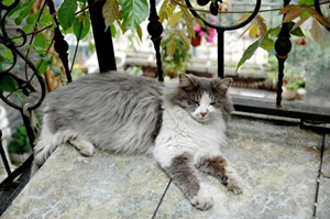 挪威森林猫孕期怎么吃 挪威森林猫孕期饮食介绍