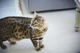 玩具虎猫吐黄水怎么回事 玩具虎猫吐黄水解决办法