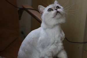 蒂凡尼猫怎么预防流产 蒂凡尼猫流产预防方法