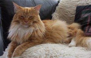 英国长毛猫怎么助产 英国长毛猫生产助产方法