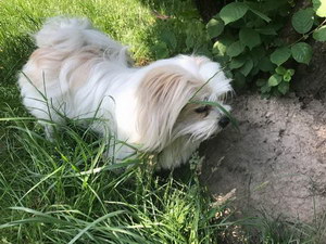 拉萨犬怎么洗澡 拉萨犬洗澡方法及注意事项