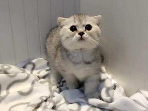 曼基康猫流产原因有哪些 曼基康猫流产原因介绍
