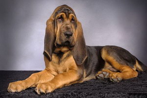 寻血猎犬吃什么狗粮好 寻血猎犬狗粮选择推荐