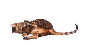 玩具虎猫眼屎多怎么回事 可能是眼部疾病